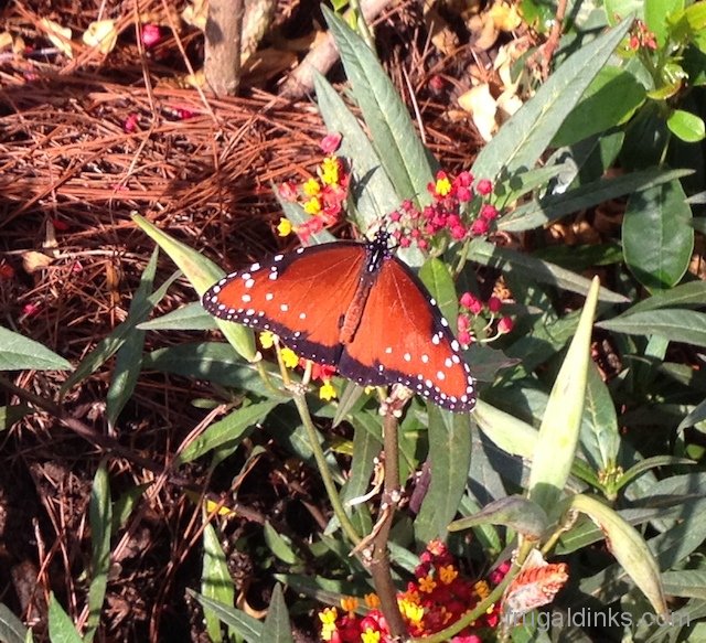 epcot-flower-and-garden-2012-12