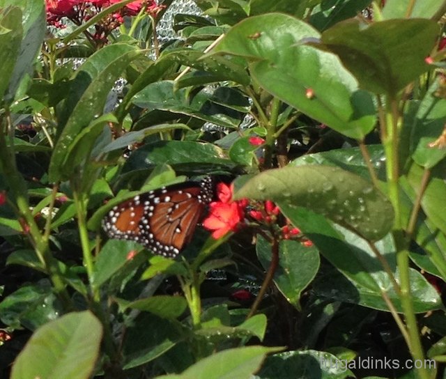 epcot-flower-and-garden-2012-13