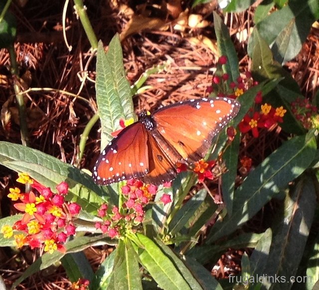 epcot-flower-and-garden-2012-14