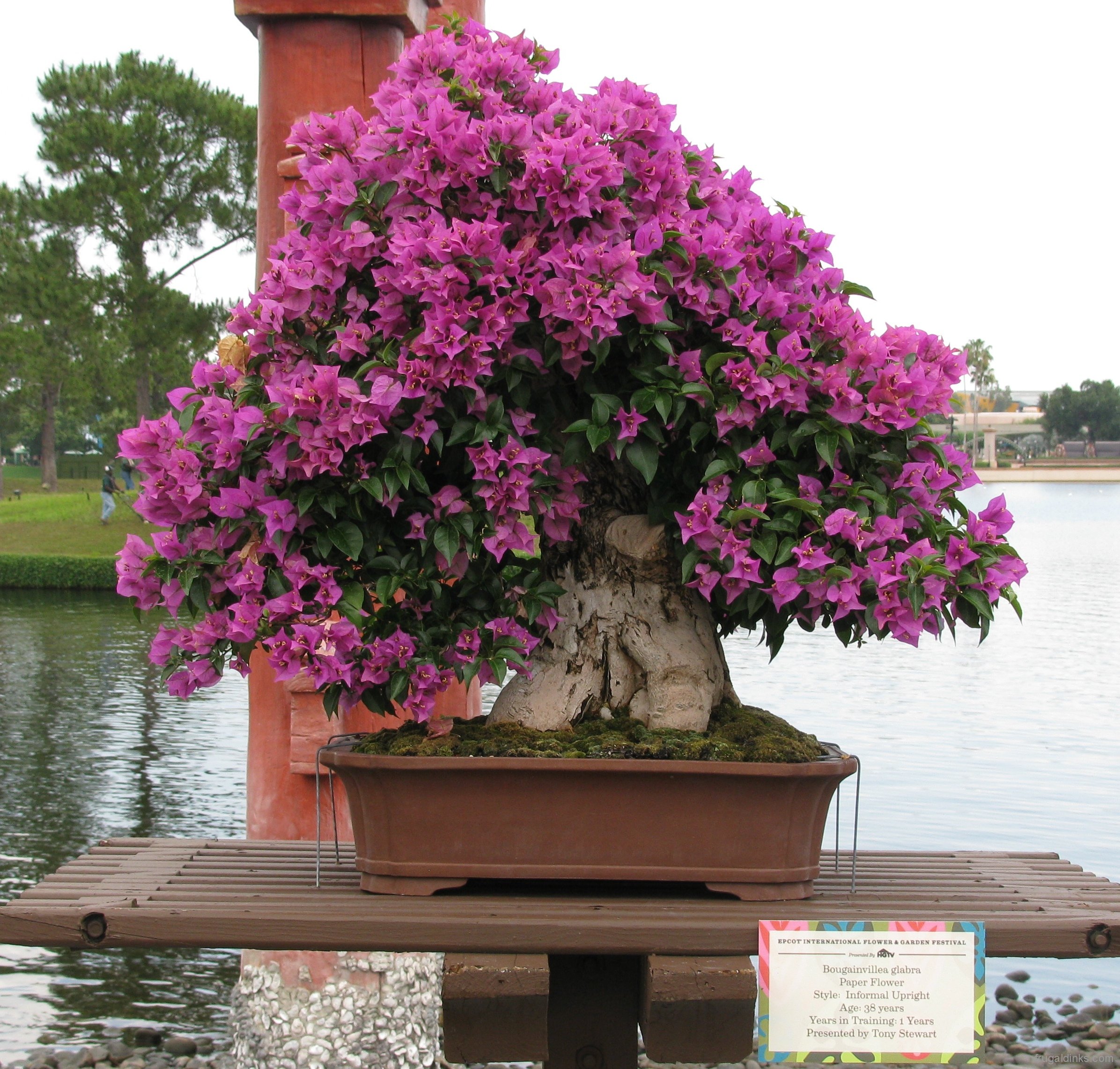 2011-epcot-flower-garden-festival-63