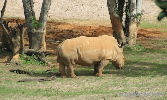 wild-africa-trek-2011-44