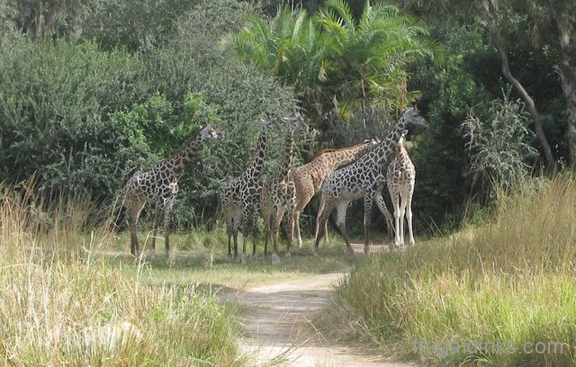 wild-africa-trek-2011-21