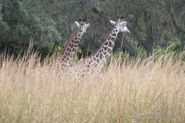 wild-africa-trek-2011-23