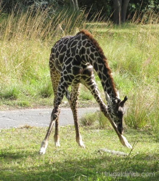 wild-africa-trek-2011-26