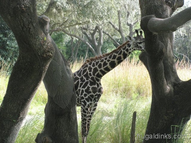 wild-africa-trek-2011-27