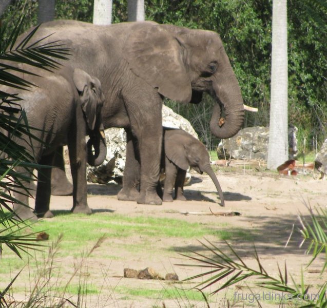 wild-africa-trek-2011-30