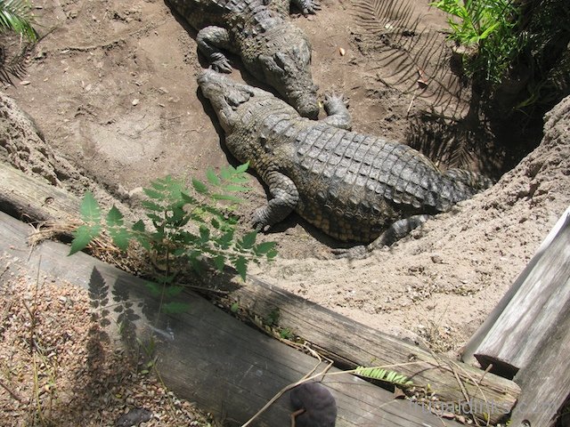 wild-africa-trek-2011-18