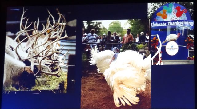 It's not a tree... did you know that Disneyland has/had an animal display that included live reindeer and live turkeys?