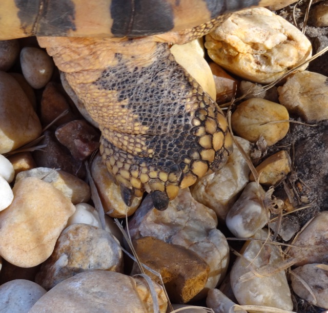 Tortoise's feet, they're elephantine