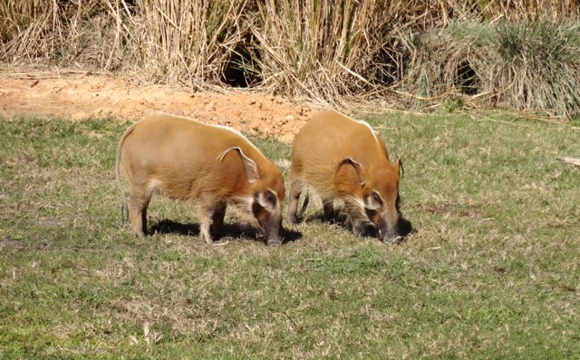 Red River Hogs