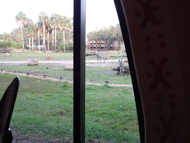This is the only restaurant at Walt Disney World where you can watch zebras graze while you eat