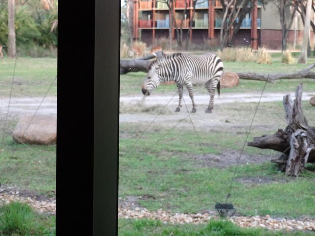 We looked away briefly and there was another zebra