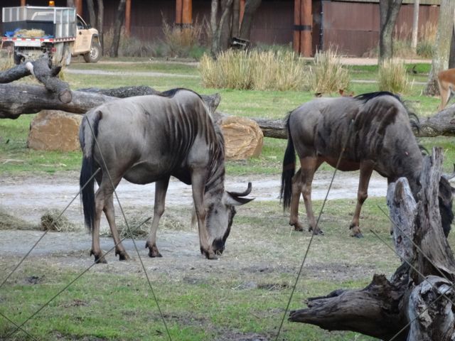 After our appetizer, wildebeests pass by