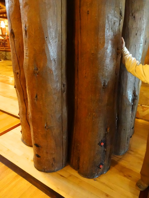 Real lodge pole pine taken from deadwood forests... the architects used 85 truckloads of lodge pole pine in the construction of Wilderness Lodge (not used for structural support).