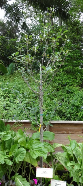 Elderberry Bush (a featured planting)