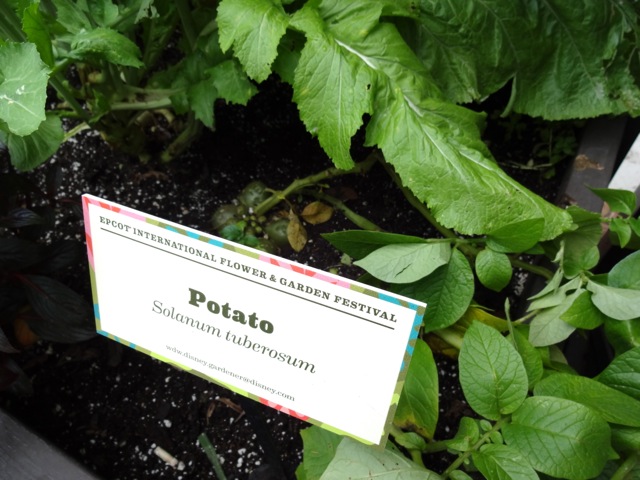 Potato (a featured planting)