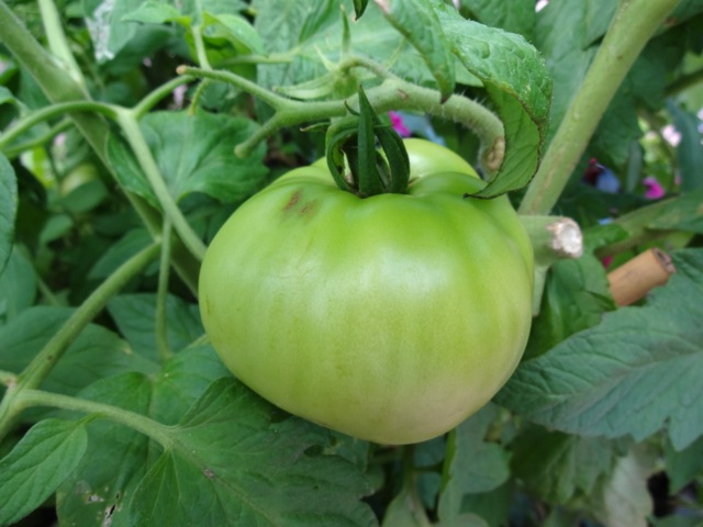 Green Tomato