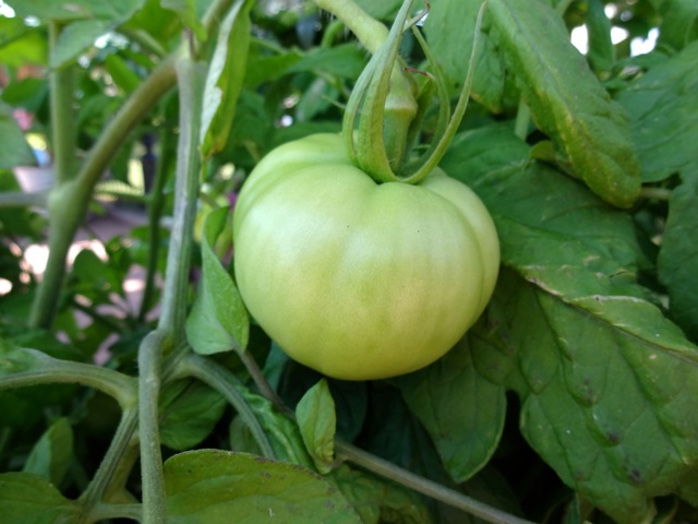 A close-up of the tomato