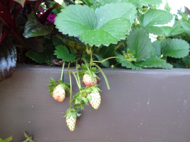 Strawberries!