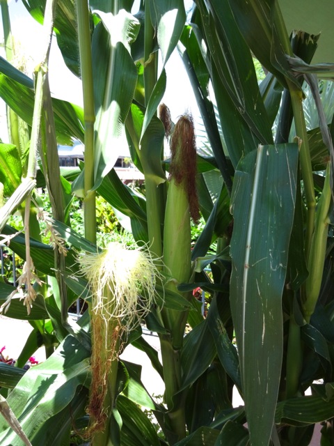 Corn Plant