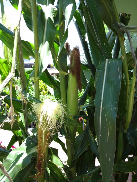 Corn Plant