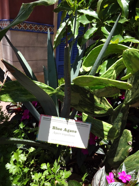 Blue Agave