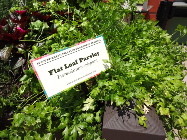 Ah ha! I'm right! Flat Leaf Parsley