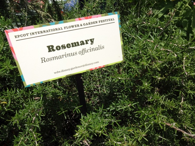 Another herb, rosemary (not a huge fan of this either)... 