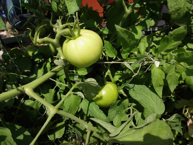 Tomatoes! 