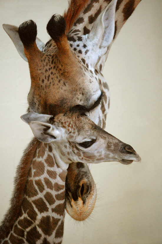 New addition to the giraffe herd at Disney's Animal Kingdom
