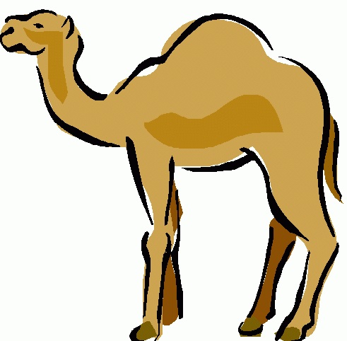 camel copy