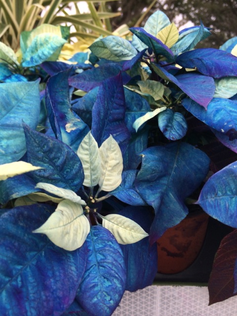 Blue Poinsettias from Downtown Disney 2013 - 1