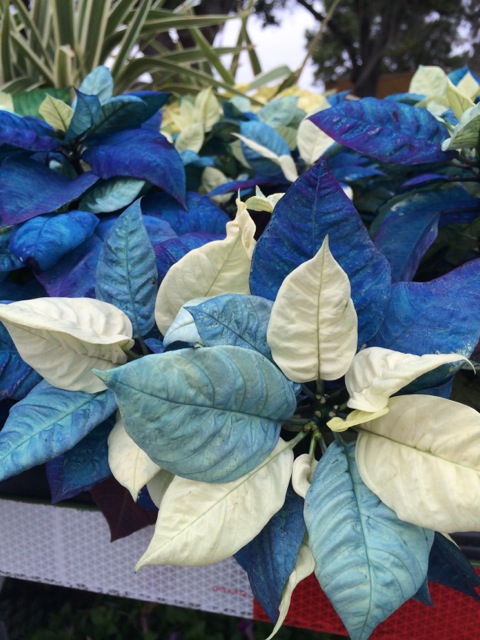 Blue Poinsettias from Downtown Disney 2013 - 2