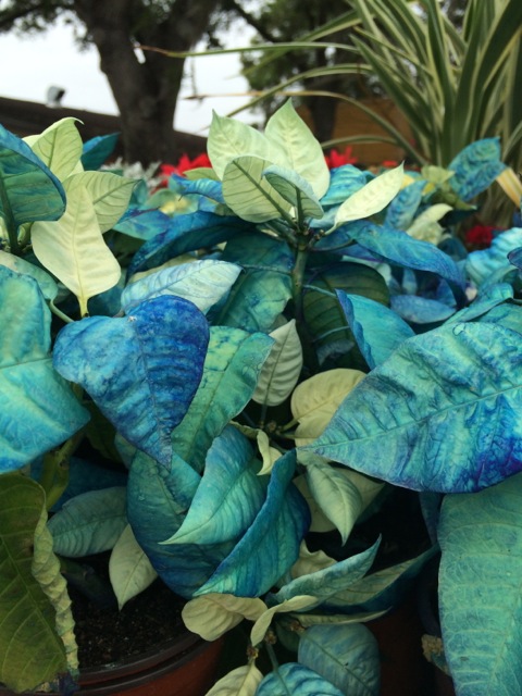 Blue Poinsettias from Downtown Disney 2013 - 3
