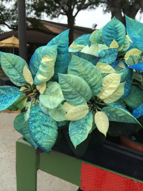 Blue Poinsettias from Downtown Disney 2013 - 4