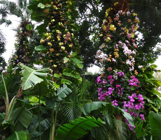 Orchids at Mexico Pavilion 2014 Flower and Garden - 1