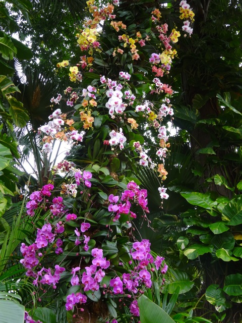 Orchids at Mexico Pavilion 2014 Flower and Garden - 4