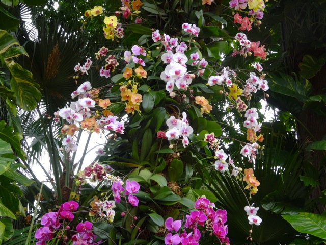 Orchids at Mexico Pavilion 2014 Flower and Garden - 5