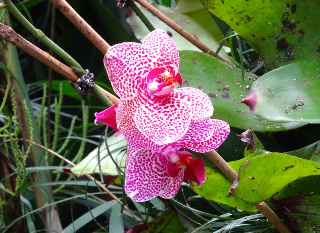 Orchids at Mexico Pavilion 2014 Flower and Garden - 6