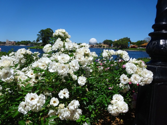 Best flowers and garden scapes at 2014 Epcot Flower and Garden Festival - 19