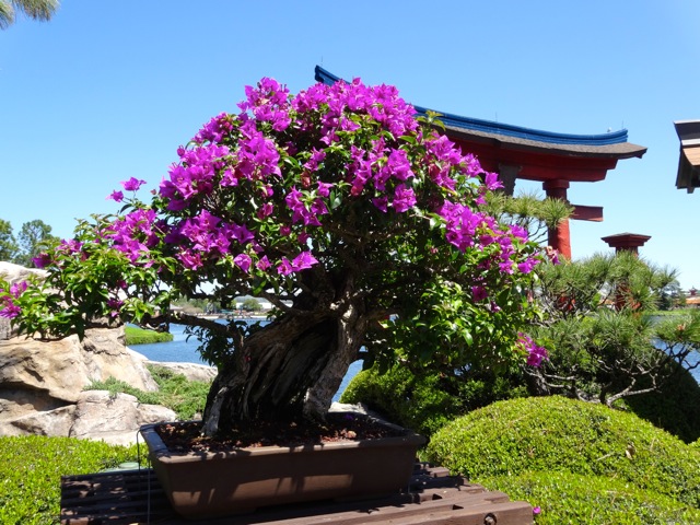 We love bougainvillea - maybe a bonsai would fit in our tiny space - 2014 Epcot Flower and Garden Festival
