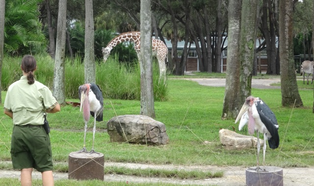 storks are stationing